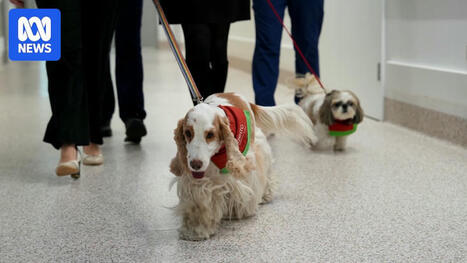 Therapy dogs help reduce pain and anxiety in intensive care, Canberra Hospital study finds. | Hospitals and Healthcare | Scoop.it