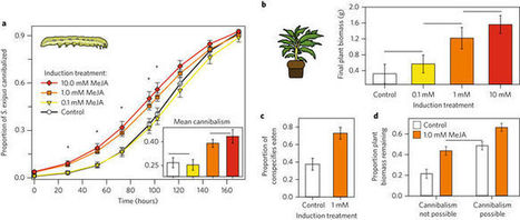 Des tomates transforment les chenilles en cannibales | EntomoNews | Scoop.it