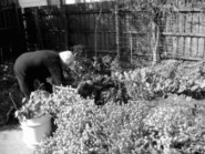 [Publi] Home-grown: Gardens, practices and motivations in urban domestic vegetable production - ScienceDirect | ESPACES VEGETALISES URBAINS | Scoop.it