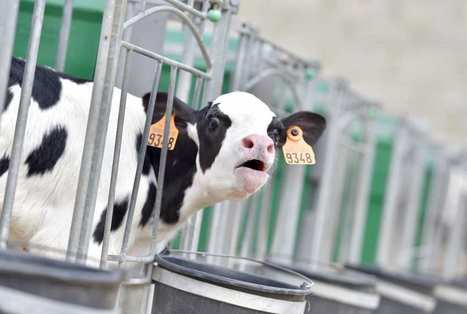 Elevage : 10.000 fermes laitières sur le point de disparaître | Lait de Normandie... et d'ailleurs | Scoop.it