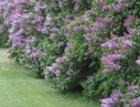 Garden Hedges: Flowering Shrubs | Gardening Life | Scoop.it