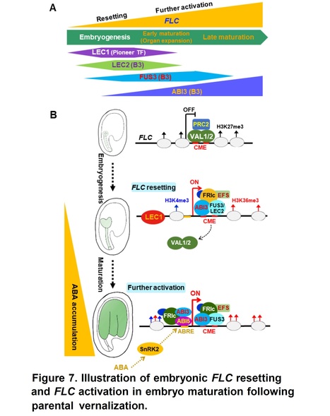 Embryonic reactivation of FLOWERING LOCUS C by ABSCISIC ACID-INSENSITIVE 3 establishes the vernalization requirement in each Arabidopsis generation | SEED DEV LAB info | Scoop.it