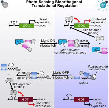 Bidirectional photoriboswitch for translational regulation in mammalian cells | iSci | RMH | Scoop.it