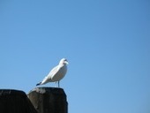 Des risque de sous-estimer les aspects juridiques du e-learning&hellip; | Education & Technology | Scoop.it