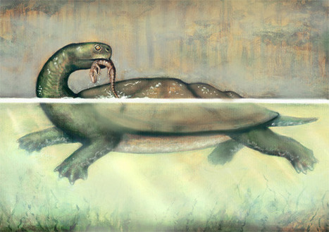 Giant prehistoric freshwater turtle discovered | Amazing Science | Scoop.it