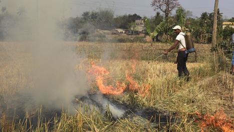 Deadly wheat blast symptoms enters India through the Bangladesh border, Bengal govt burning crops on war footing | ASIES | Scoop.it