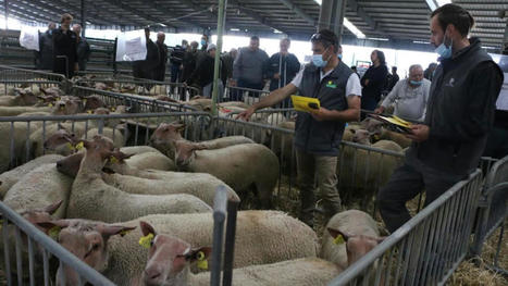 Parthenay : une vente de béliers hors-norme au marché aux bestiaux | Actualité Bétail | Scoop.it