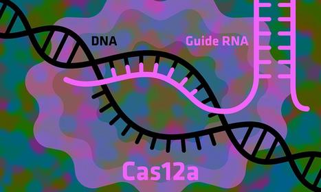 How to Make the Gene-Editing Tool CRISPR Work Even Better | Genetic Engineering in the Press by GEG | Scoop.it