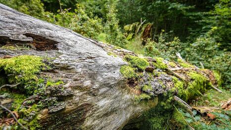 Biodiversit&eacute; : neuf r&eacute;serves biologiques renforcent le r&eacute;seau des for&ecirc;ts sous protection forte - ONF | Biodiversit&eacute; | Scoop.it