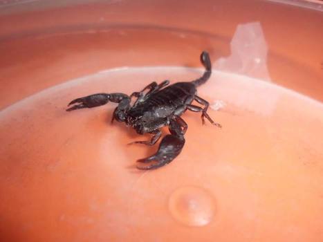 Scorpion noir à Bruxelles | EntomoNews | Scoop.it