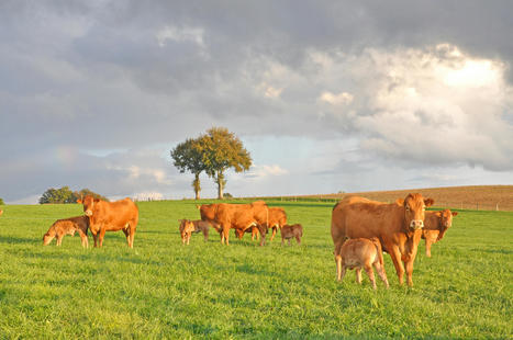 Grand Angle Viande 2020 | Actualité Bétail | Scoop.it