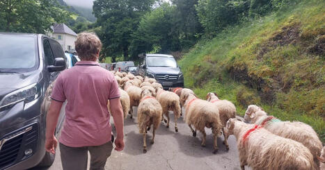 EN IMAGES - La vall&eacute;e d'Aspe a f&ecirc;t&eacute; la transhumance&nbsp; | Accueil | Scoop.it
