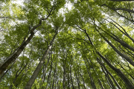 Environnement : pourquoi les forêts des Hauts-de-France rejettent désormais plus de CO2 qu'elles n'en absorbent ? | Les Colocs du jardin | Scoop.it