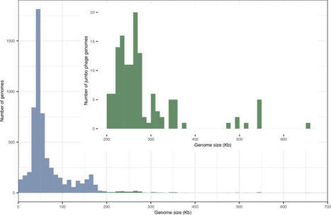The biology of jumbo phages | Ncm | RMH | Scoop.it