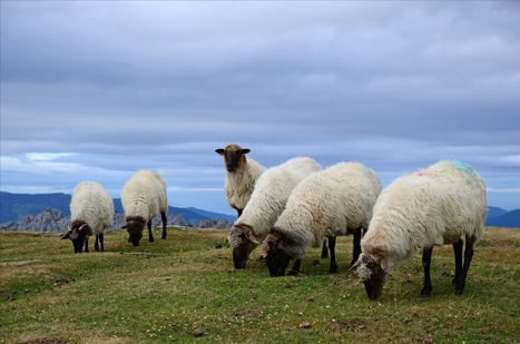 Quand l&rsquo;Etat r&eacute;prime les alternatives aux antibiotiques dans l&rsquo;agriculture | Pastoralisme Ours Loups Lynx | Scoop.it