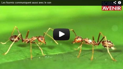 Vidéo. Écoutez le cri de la fourmi ! | Biodiversité - @ZEHUB on Twitter | Scoop.it