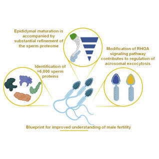 Global profiling of the proteome:&nbsp;Immature sperm cells harbor&nbsp;6,045 proteins | Amazing Science | Scoop.it