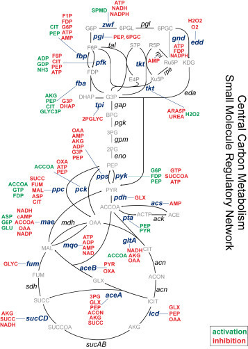 Genome-Scale Architecture of Small Molecule Regulatory Networks and the Fundamental Trade-Off between Regulation and Enzymatic Activity | RMH | Scoop.it