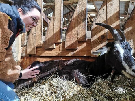 Pour des chèvres robustes, privilégier une mise à la reproduction à 18 mois | SCIENCES DE L' ANIMAL | Scoop.it