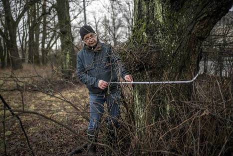 Kuvat n&auml;ytt&auml;v&auml;t: ruuhkainen Mannerheimintie oli viel&auml; sata vuotta sitten vehre&auml; puistokatu &ndash; Nyt joukko uskomattoman el&auml;m&auml;n n&auml;hneit&auml; lehmuksia on joutumassa jyr&auml;n alle - Kaupunki | HS.fi | 1Uutiset - Lukemisen t&auml;hden | Scoop.it