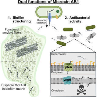 Antibacterial microcins self-assemble to promot...