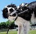 Google Glass for DOGS? | Technology in Business Today | Scoop.it
