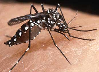 Adit Brésil : "Fiocruz va tester un moustique vacciné contre la dengue | Ce monde à inventer ! | Scoop.it