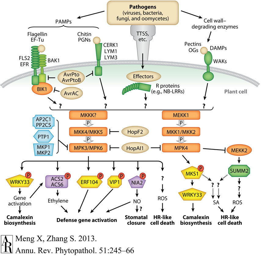 Plant Defense Signaling Pathway