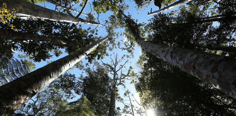 Kauri dieback threatens more than trees: it could change how much carbon forests store | &Eacute;cosyst&egrave;mes Tropicaux | Scoop.it