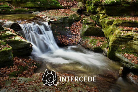 INTERCEDE project launches website to boost FOREST ecosystem services | CIHEAM Press Review | Scoop.it