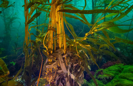 Help for kelp: saving the Great Southern Reef | Soggy Science | Scoop.it