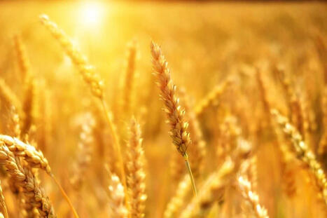 All Aboard! Grain Bulls Are Looking to Recreate Record Runs in Gold, Silver Prices | La revue de presse CDT | Scoop.it