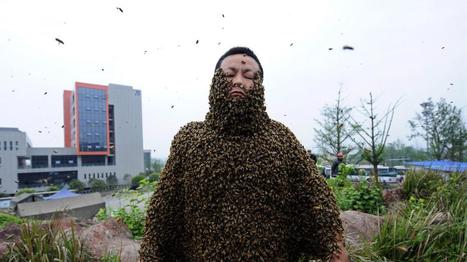 [Vidéo] Chine : il se couvre d'abeilles durant 53 minutes pour battre le record du Guinness | Variétés entomologiques | Scoop.it