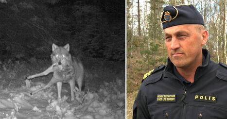 Vargar spårlöst försvunna i Värmland och Dalarna | 1Uutiset - Lukemisen tähden | Scoop.it