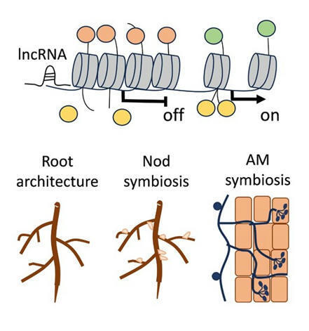 Epigenetic control during root development and ...
