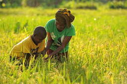Au-delà de l'Année internationale de l'agriculture familiale | Questions de développement ... | Scoop.it