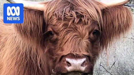 Miniature Highland cow scam costs victims thousands of dollars - ABC News | Avoid Internet Scams and ripoffs | Scoop.it