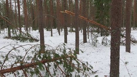 Tykky runteli huolella vaalitun metsän – "pahaa tekee maanomistajan puolesta" | 1Uutiset - Lukemisen tähden | Scoop.it