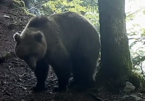 Hautes-Pyr&eacute;n&eacute;es - Dix communes sur la route de l&rsquo;ours en 2025 | Accueil | Scoop.it