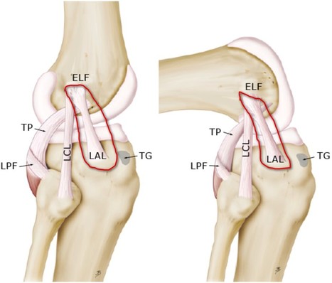 Un nouveau ligament dans le genou! | 16s3d: Bestioles, opinions & pétitions | Scoop.it