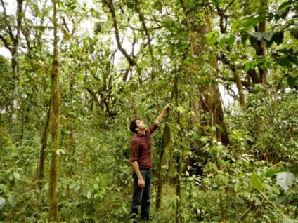 L'ECHO DEMETER : Le caf&eacute;ier arabica&nbsp;: de l&rsquo;&Eacute;thiopie aux tasses du monde&nbsp; | L'ECHO DEMETER | Scoop.it