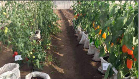 ALGERIE : «70 % des investissements au profit du secteur de l’Agriculture» | CIHEAM Press Review | Scoop.it