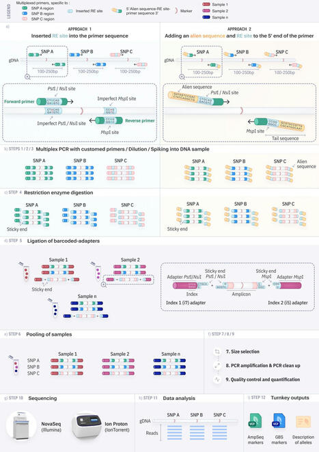 Original Paper in Theor Appl Genet • Belzile and Torkamaneh Labs 2024 • Integrating targeted genetic markers to genotyping-by-sequencing for an ultimate genotyping tool  | Originals | Scoop.it