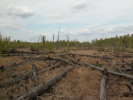 Forests Around Chernobyl Aren’t Decaying Properly | Sustainability Science | Scoop.it