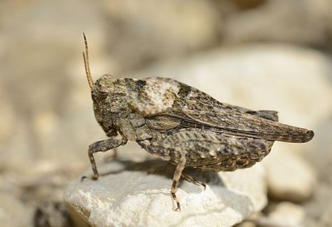 Deux nouvelles espèces dans les Deux-Sèvres | EntomoNews | Scoop.it