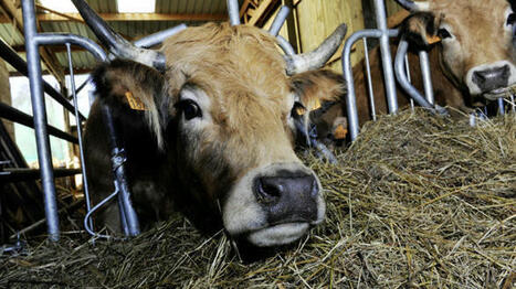 Toujours moins de bovins à l’abattoir, mais davantage de vaches allaitantes | Actualité Bétail | Scoop.it