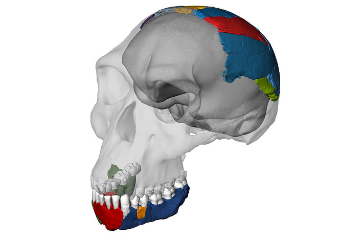 The skull that chews up theories of human ancestry | New Scientist | Kiosque du monde : A la une | Scoop.it