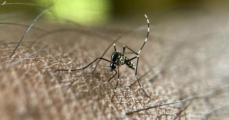Moustiques-tigres : plus de 1 600 cas de dengue importés ont été identifiés en France métropolitaine depuis janvier | EntomoNews | Scoop.it