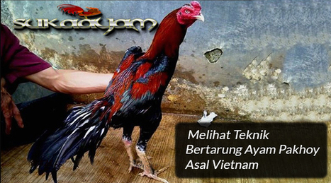 Agen Sabung Ayam Online In Sabung Ayam Online Scoop It