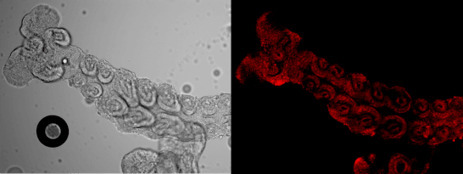 La primera cucaracha modificada con fluorescencia | Mi Caj&oacute;n de Ideas | Scoop.it